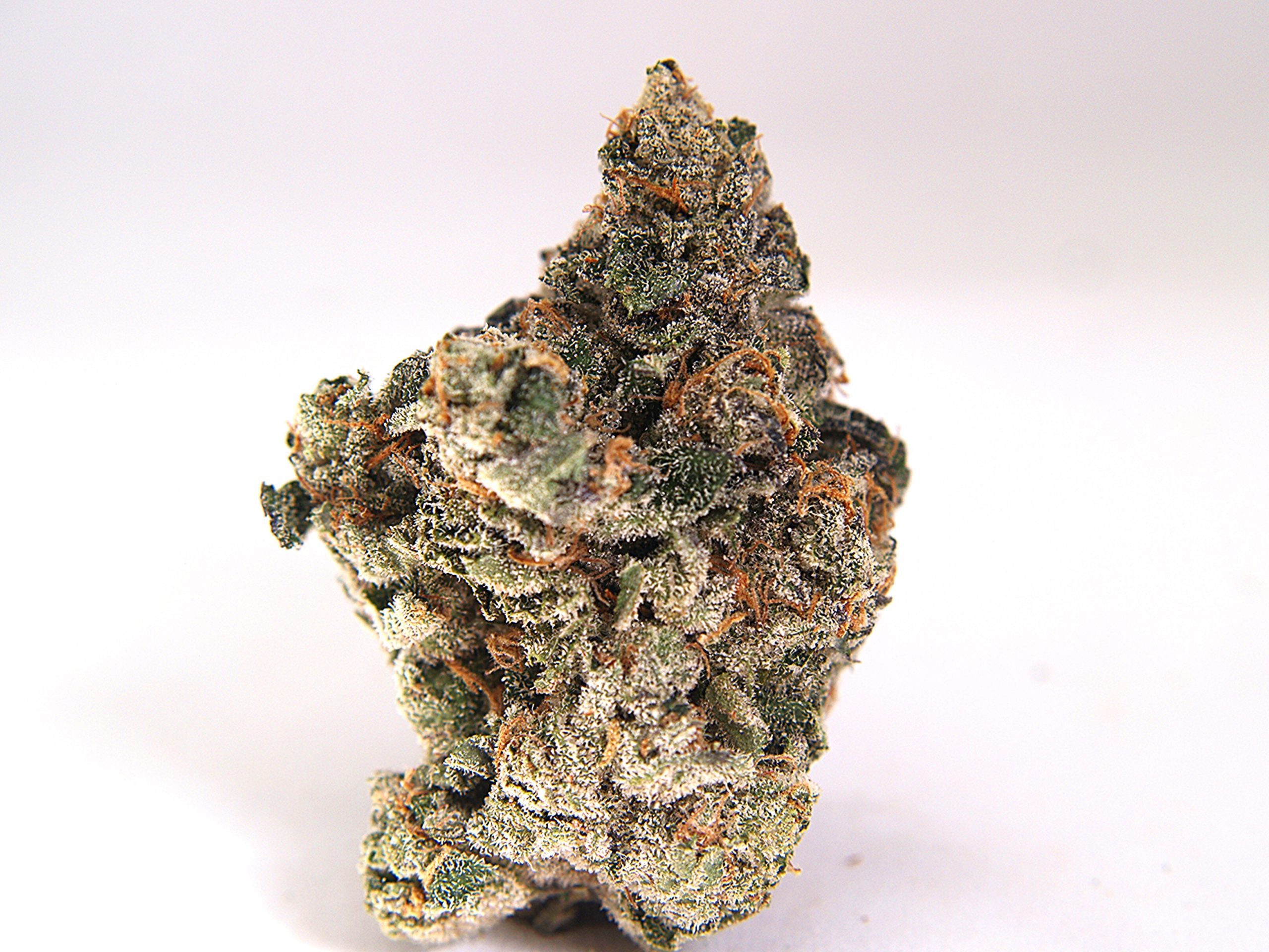 Crystal Coma Primo Indoor Flower, a sativa-dominant strain with dense, frosty buds and uplifting cerebral effects. Crystal Coma Primo Indoor Flower, a sativa-dominant strain with dense, frosty buds and uplifting cerebral effects.