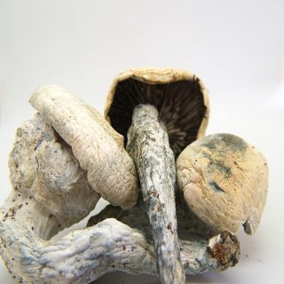 Thrasher psychedelic mushrooms, prized for their potency and balanced effects, perfect for both beginners and experienced psychonauts.
Thrasher psychedelic mushrooms, prized for their potency and balanced effects, perfect for both beginners and experienced psychonauts.